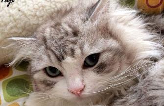 Ragamuffin cat