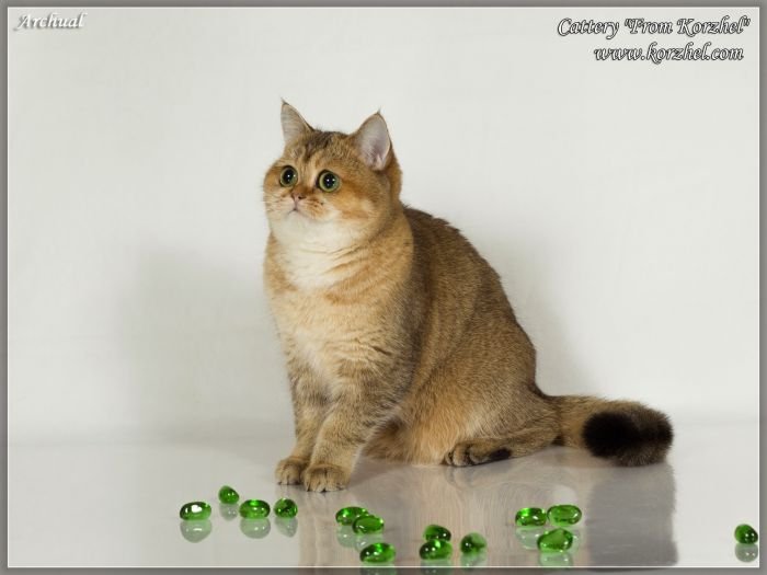 British Shorthair