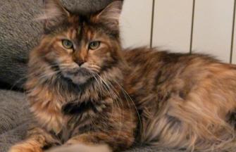 Maine Coon