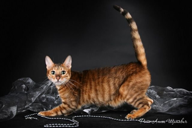 Toyger