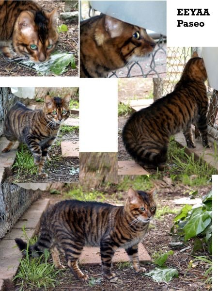 Toyger