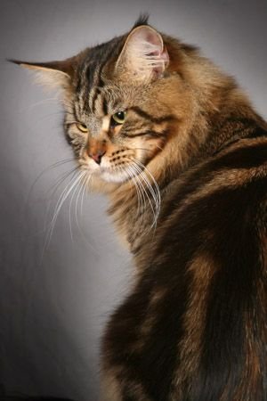 Maine Coon