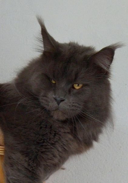 Grandcoon Alessandro