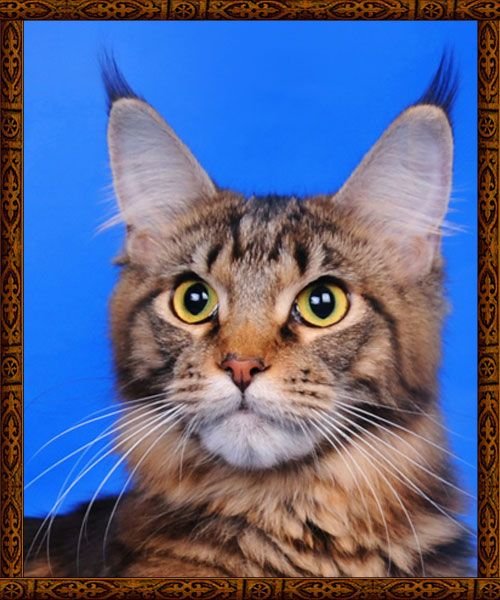 Maine Coon