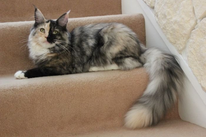 Maine Coon