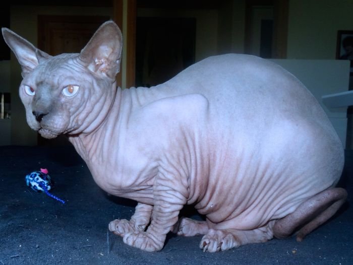 Sphynx cat