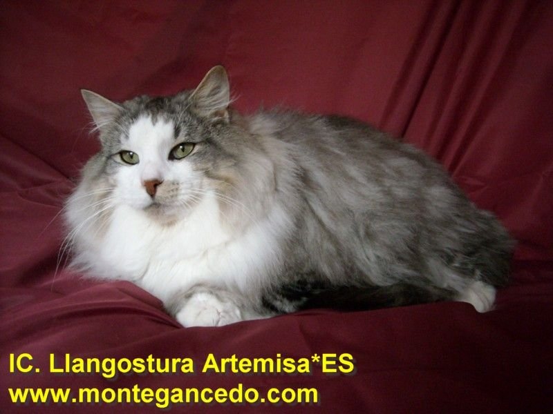Norwegian Forest cat