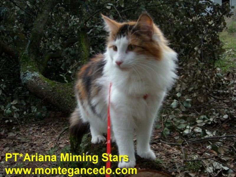 Norwegian Forest cat