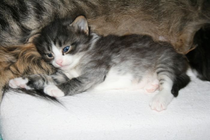 Norwegian Forest