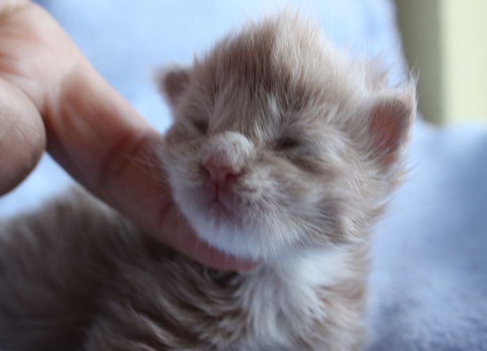 Maine Coon