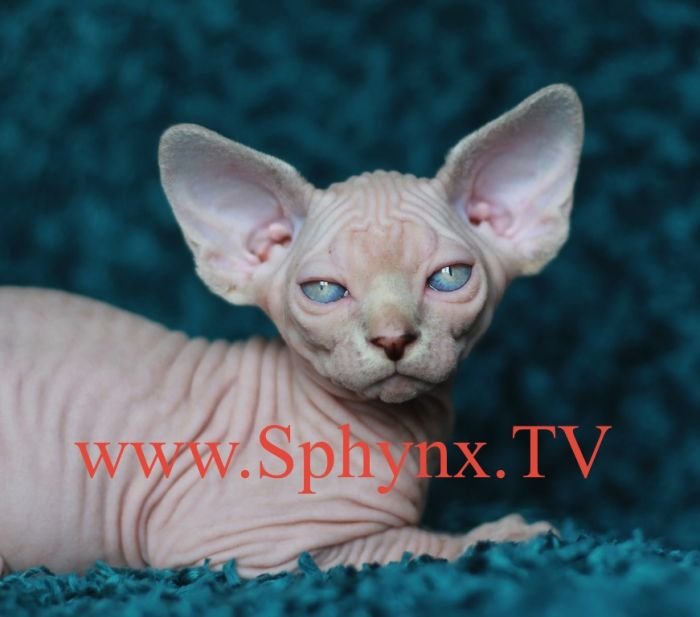 Sphynx