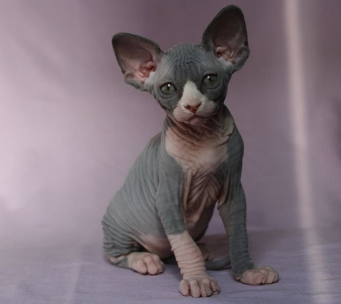 Sphynx