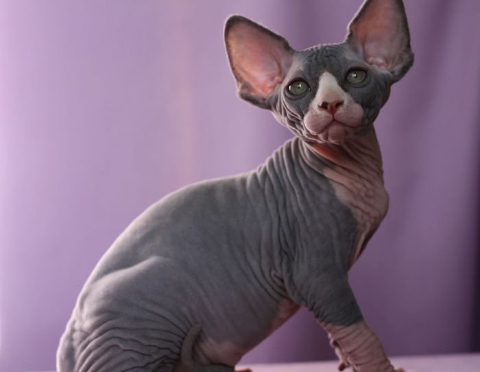 Sphynx