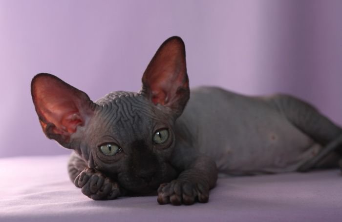 Sphynx