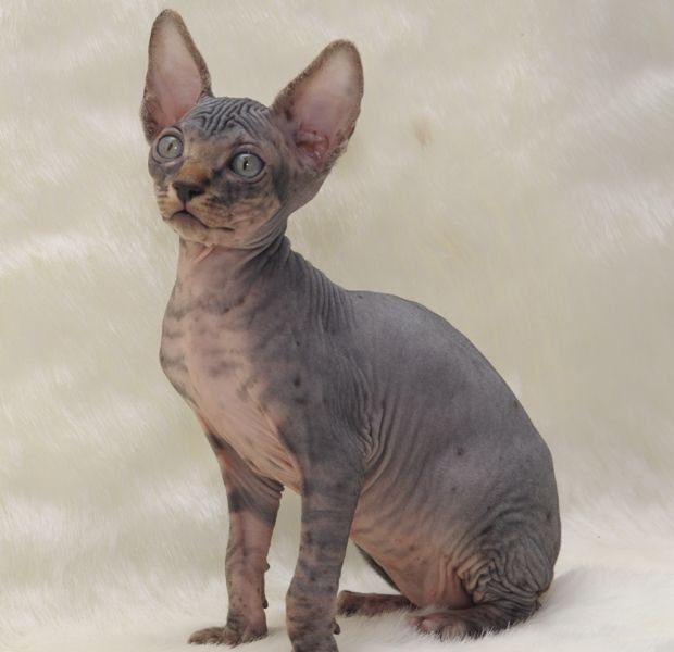 Sphynx