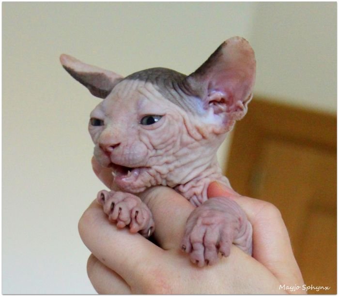 Mayjo Sphynx Rötkappchen