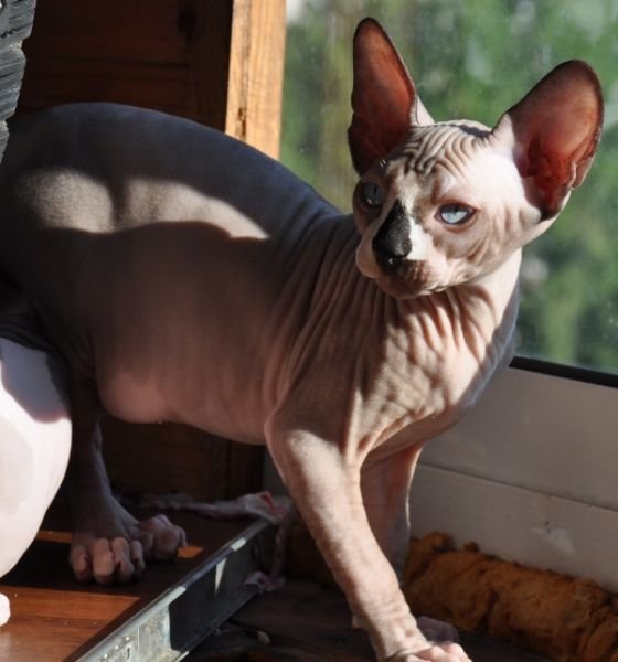 Sphynx