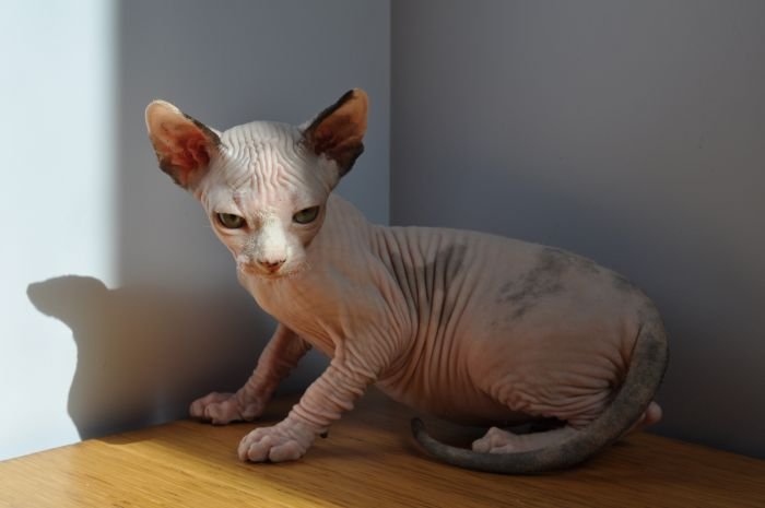 FREYJA MONTESPHYNX