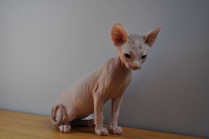 BALDER MONTESPHYNX.