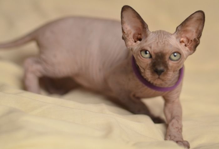 Sphynx