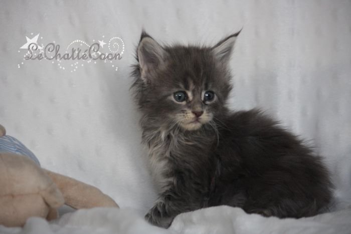 Maine Coon