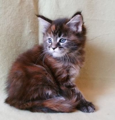 Maine Coon