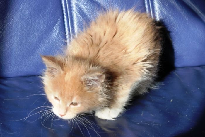 Maine Coon