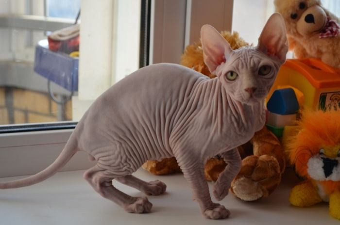 Sphynx