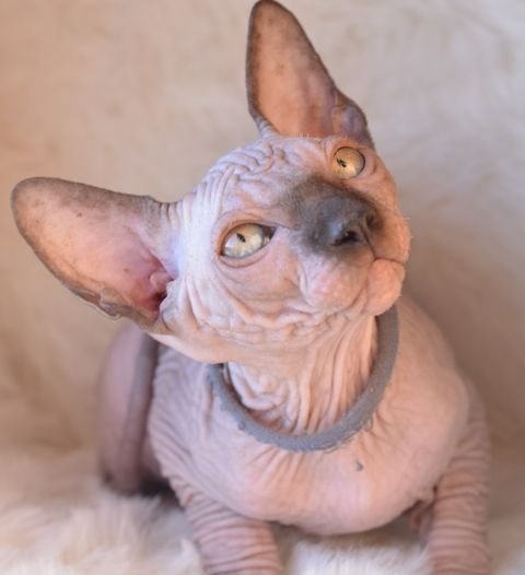 Sphynx