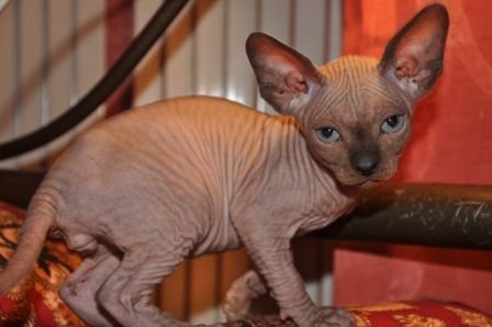 Sphynx