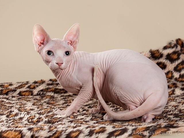 Sphynx