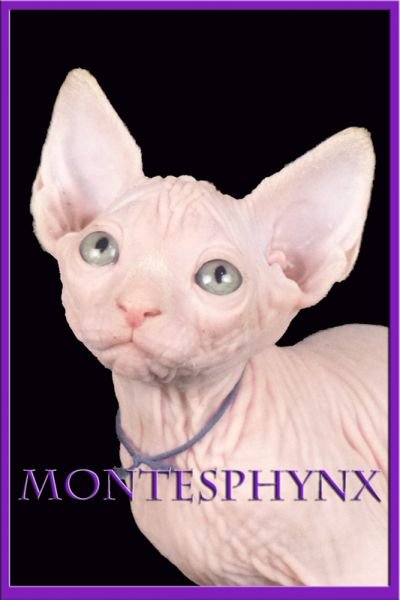 Sphynx