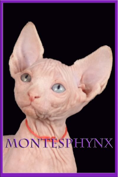 MADAME BUTTERFLY MONTESPHYNX