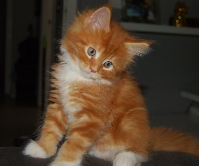 Maine Coon