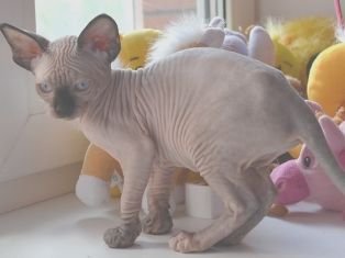 Sphynx