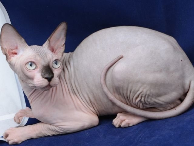 Sphynx