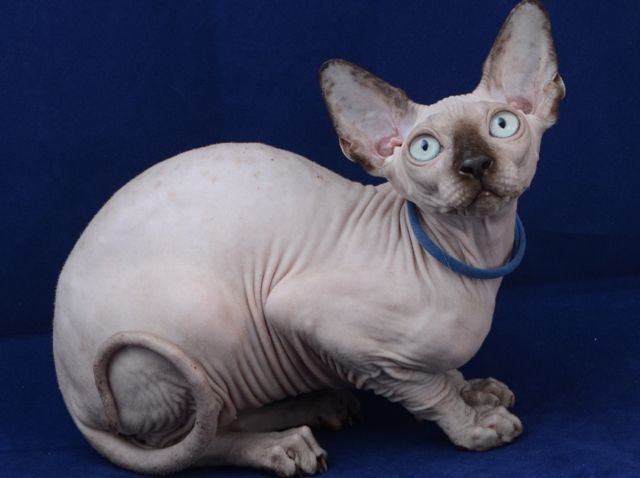 Sphynx