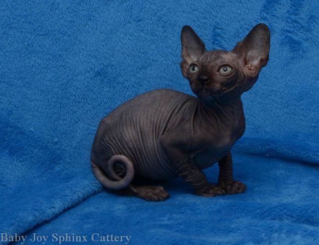 Sphynx