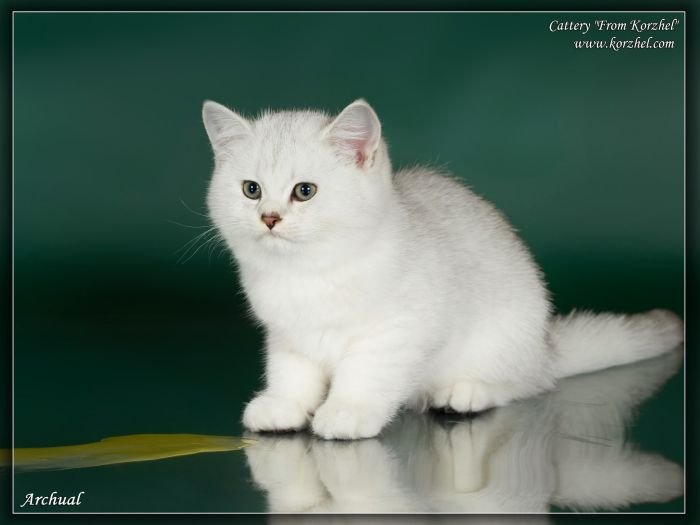 British Shorthair