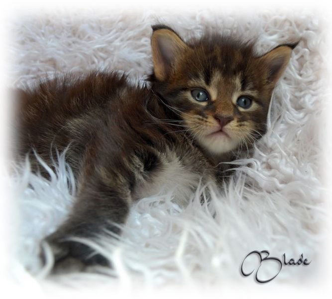 Maine Coon