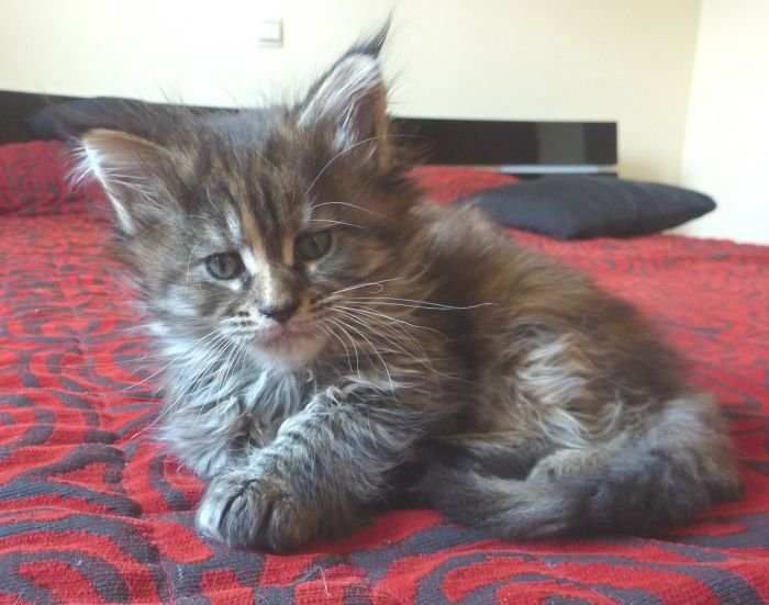 Maine Coon