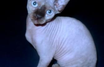 Sphynx