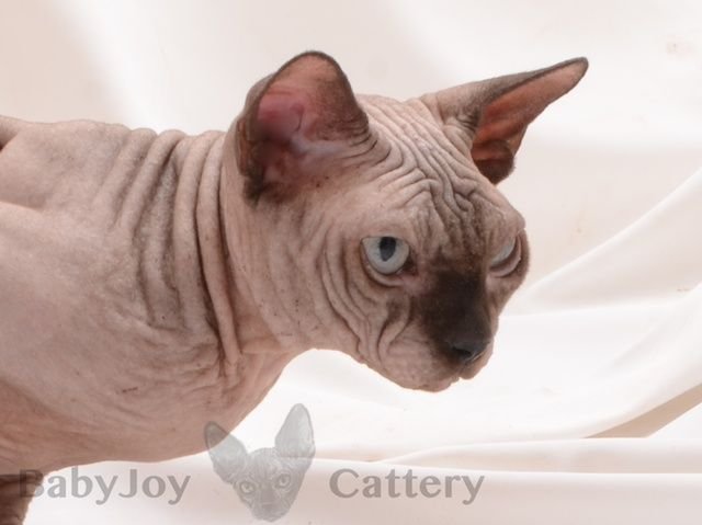 Sphynx
