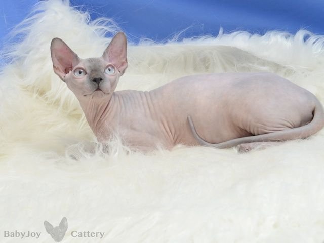 Sphynx