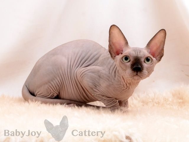 Sphynx