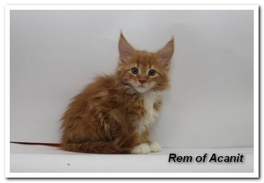 Maine Coon