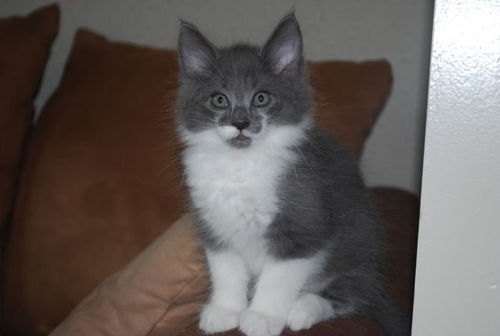 Norwegische Waldkatze