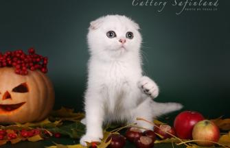 Scottish Fold