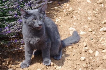Norwegische Waldkatze
