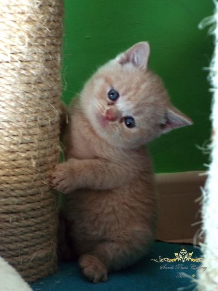 British Shorthair